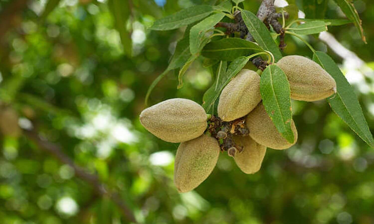 Almond Ranch Development