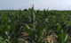 Organic Grain Production