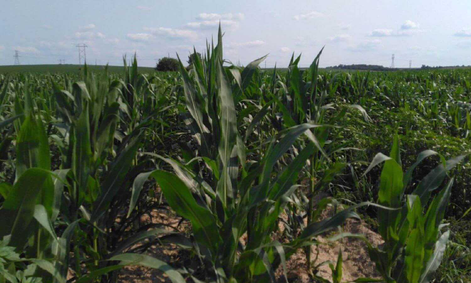 Organic Grain Production